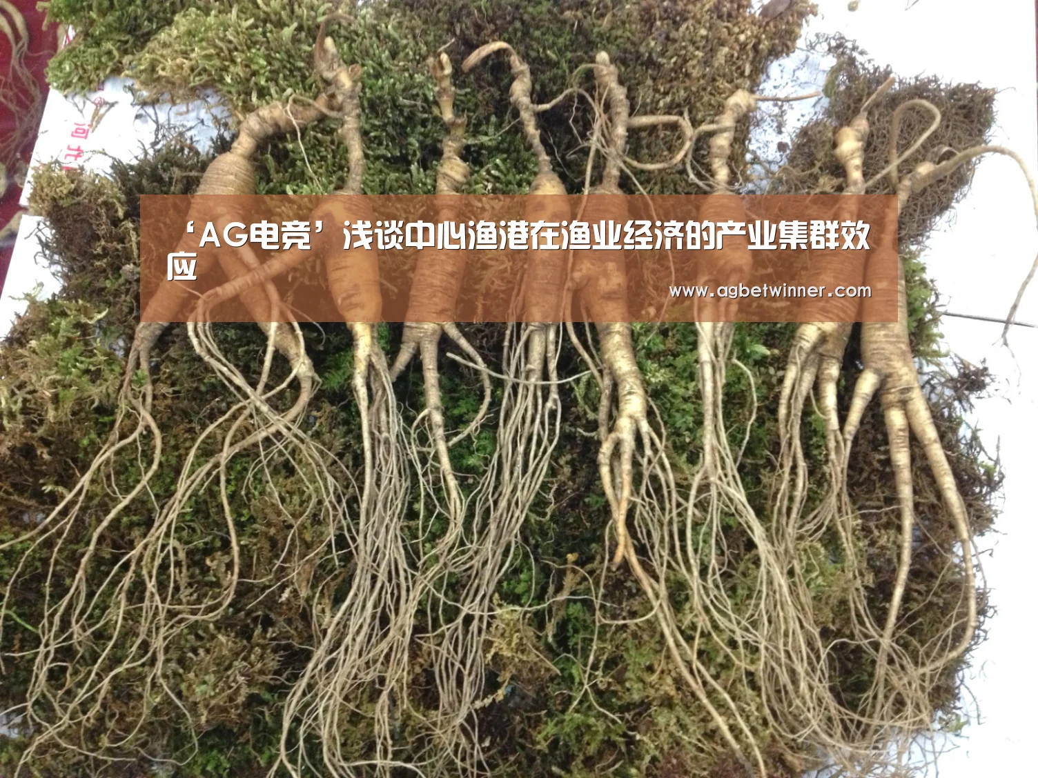 ‘AG电竞’浅谈中心渔港在渔业经济的产业集群效应(图1) AG电竞